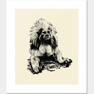 Cotton-top tamarin Posters and Art